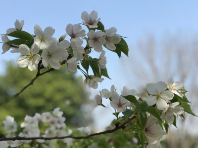 さくらも見ごろ